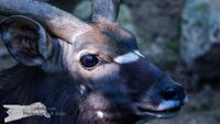 Nyala-Antilope Opel-Zoo Kronberg/TS. - NIKON D7200 mit SIGMA 150-600mm Contemporary