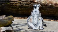 Lemur &quot;King Julien&quot; Opel-Zoo Kronberg/TS. - NIKON D7200 mit SIGMA 150-600mm Contemporary