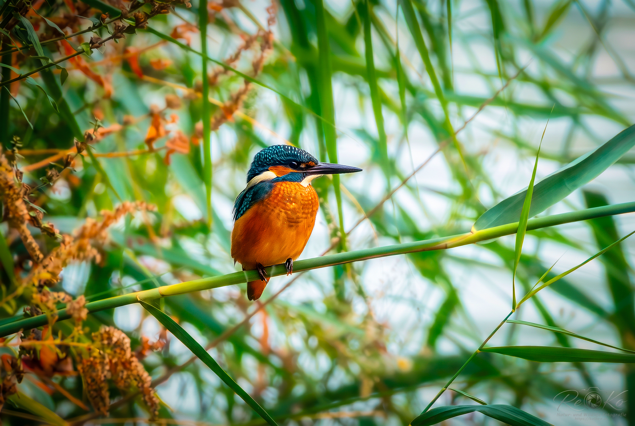 Eisvogel am Main