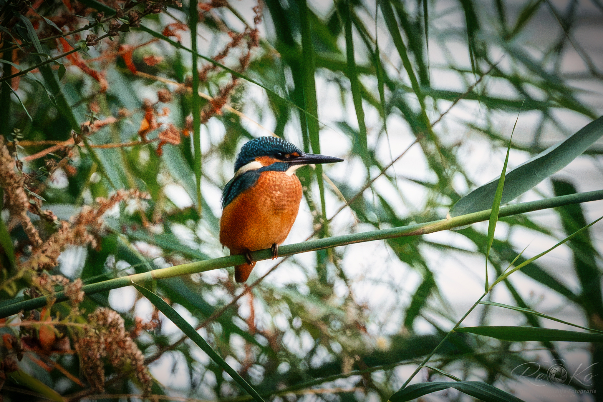 Eisvogel am Main