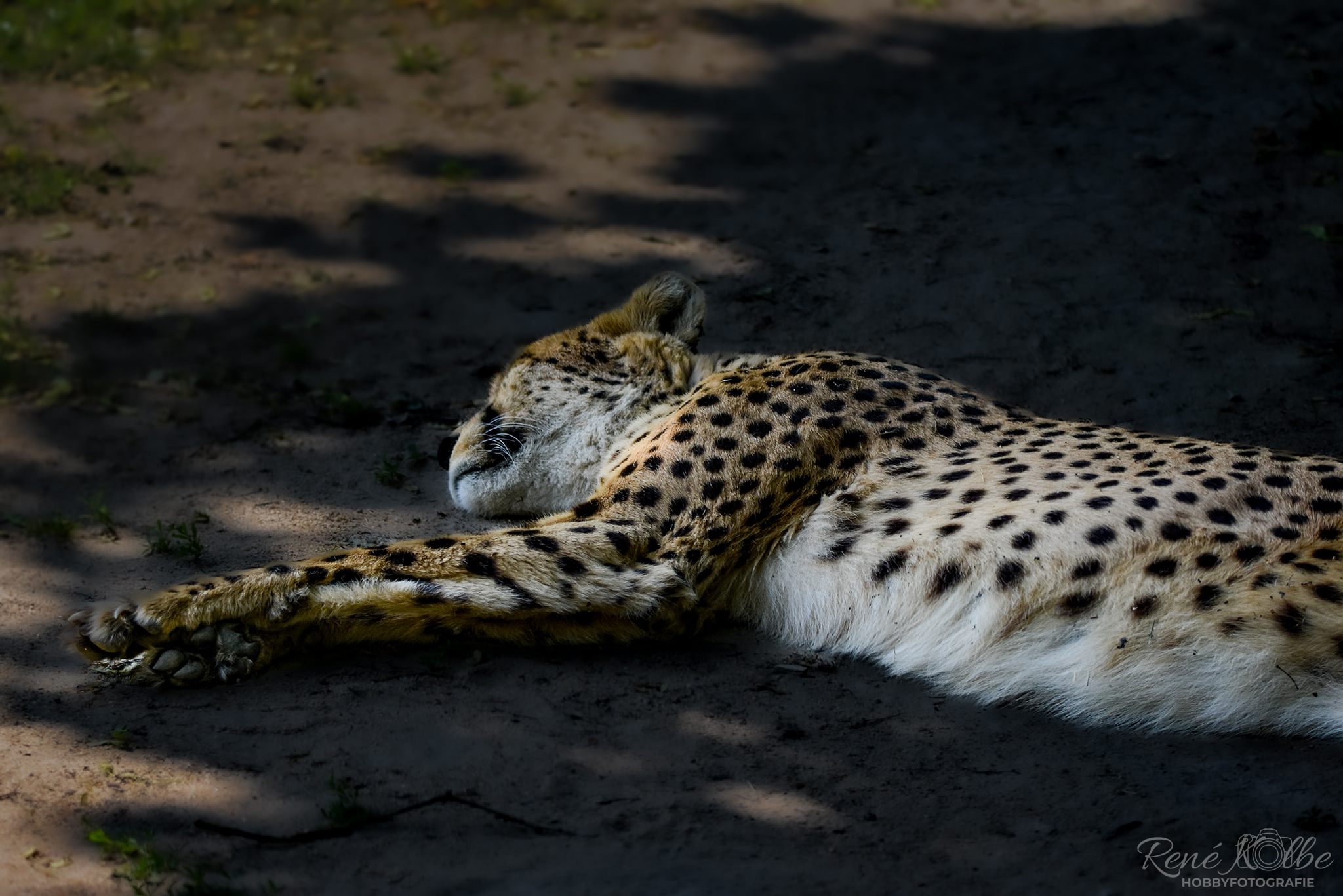 Müder Gepard