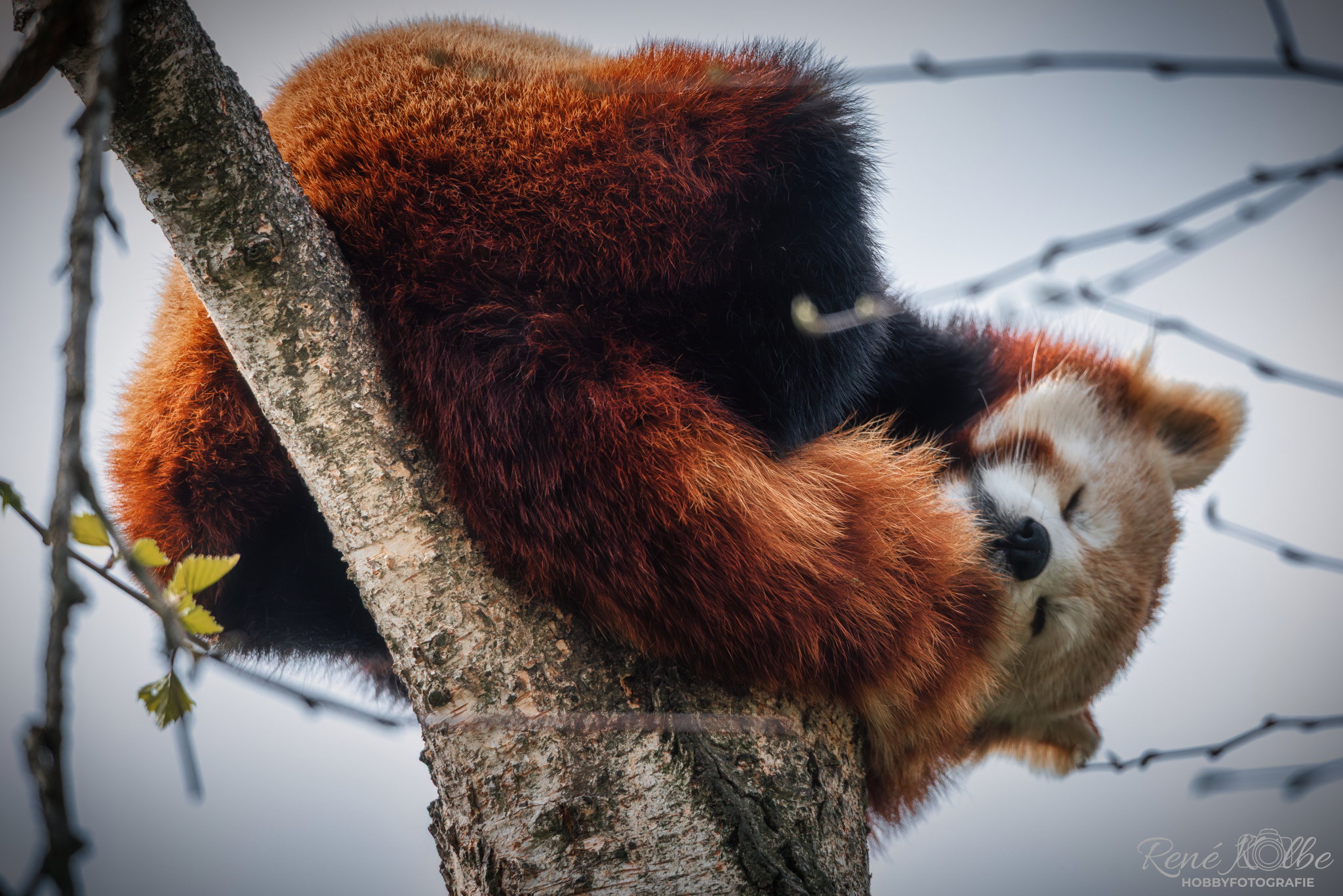 schlafender Panda