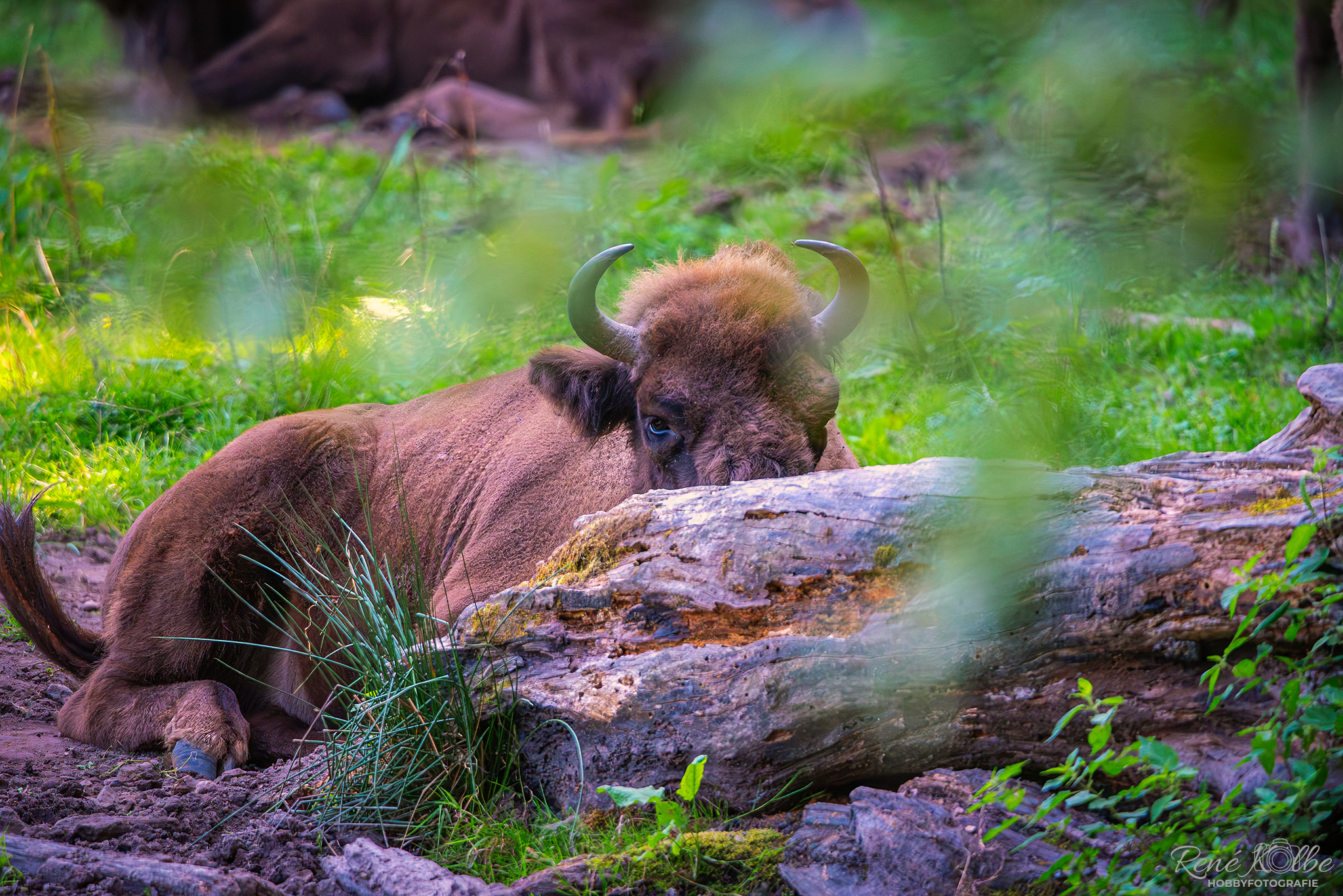 chillender Wisent