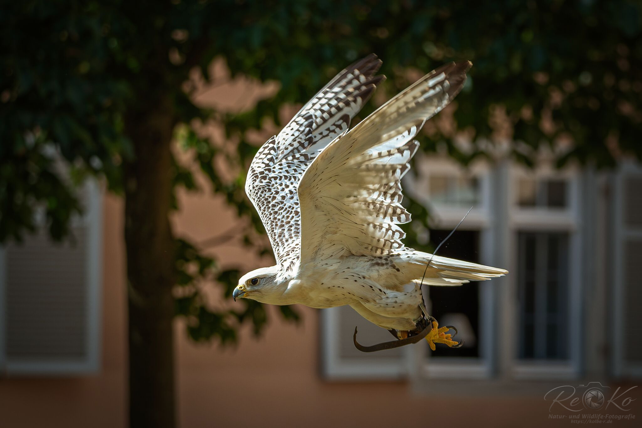 Gerfalke von Walter Reinhart (Falkner)
