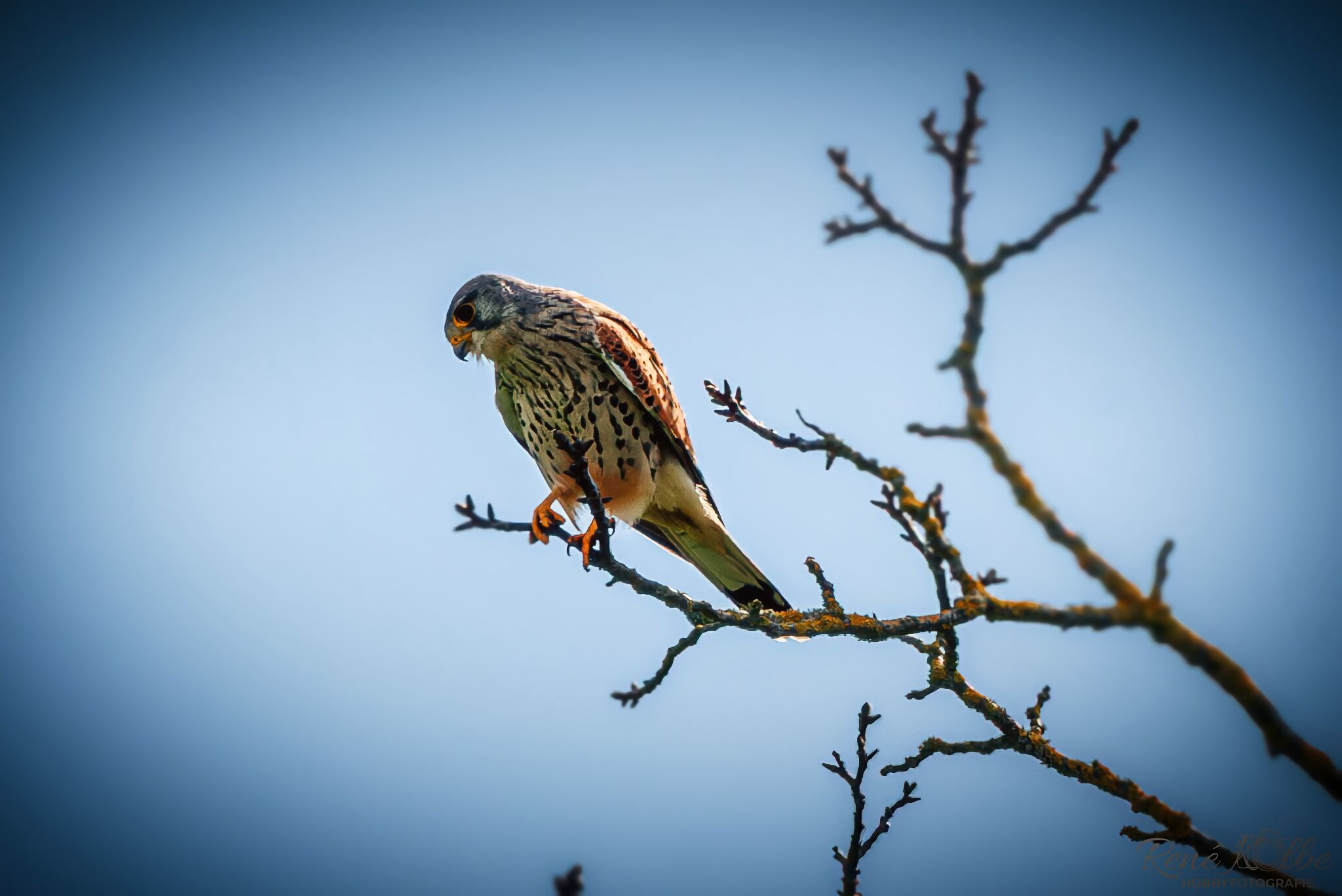 Turmfalke im Baum (Terzel)
