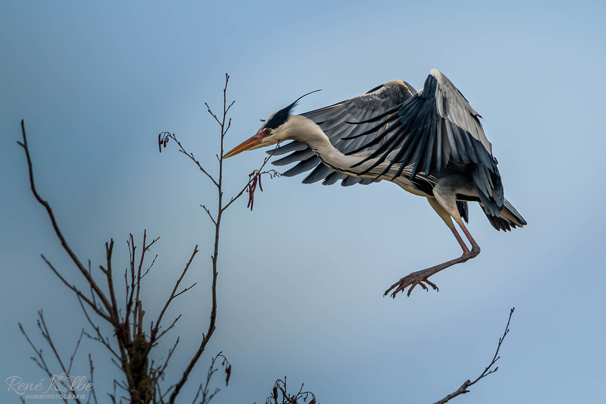 Reiher bei Landung