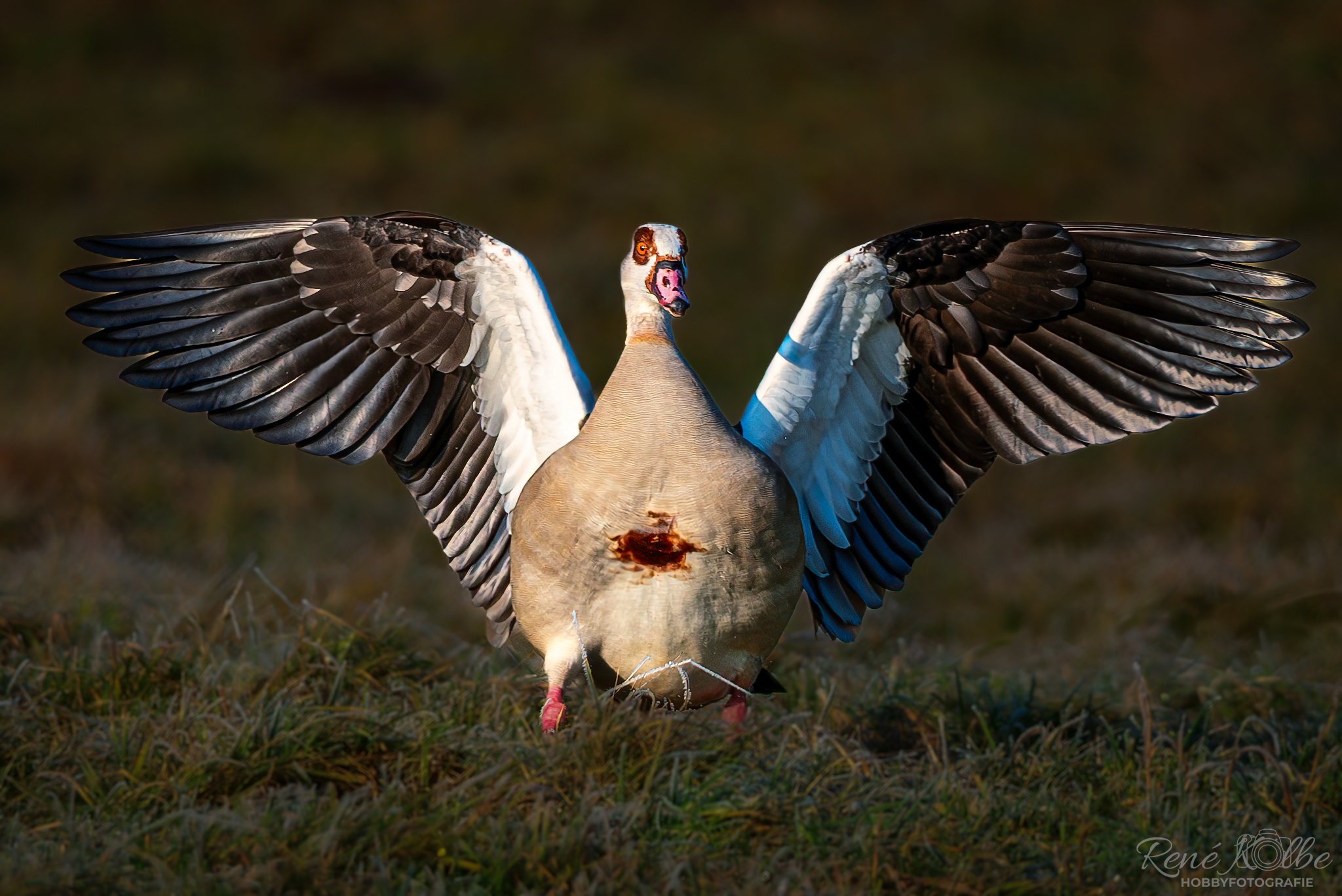 Nilgans am Main