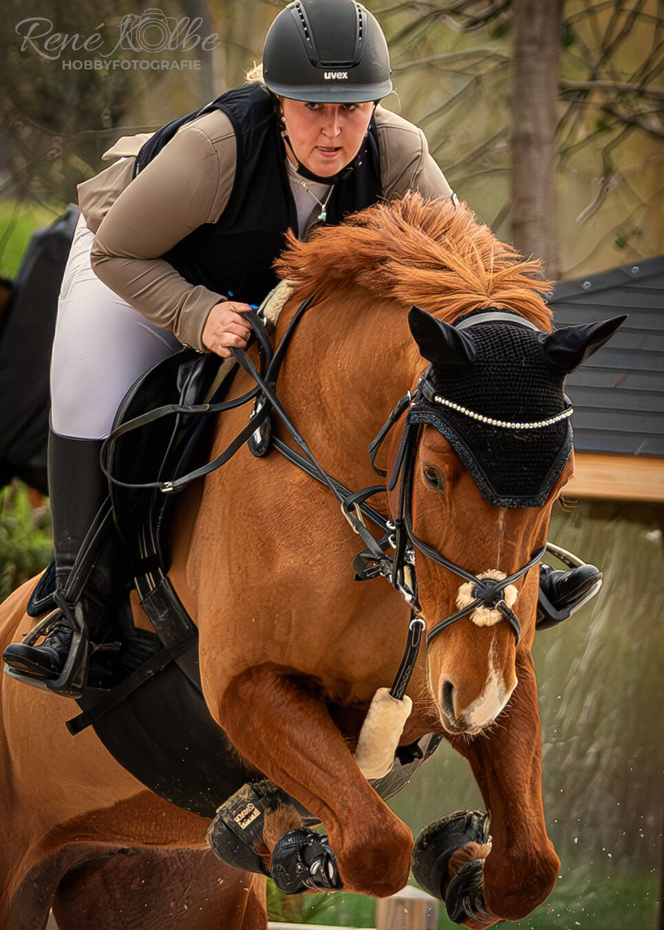 Springturnier Groß-Umstadt - Diandra mit Baloubet's Lizzy Olien FW